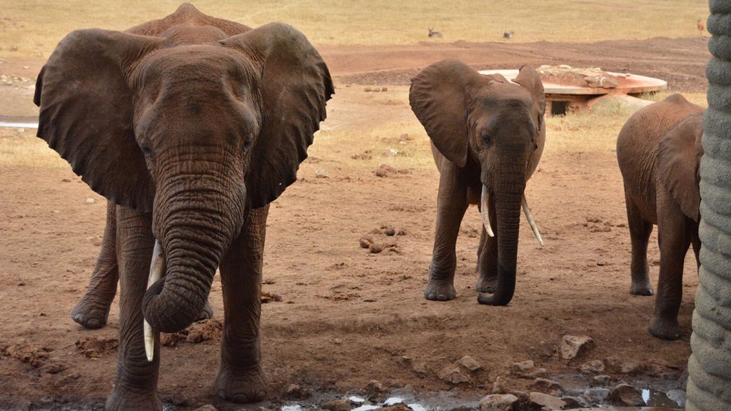 Salt Lick Sarova