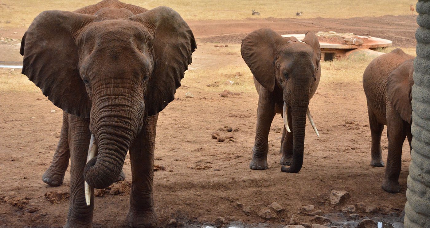 Salt Lick Sarova