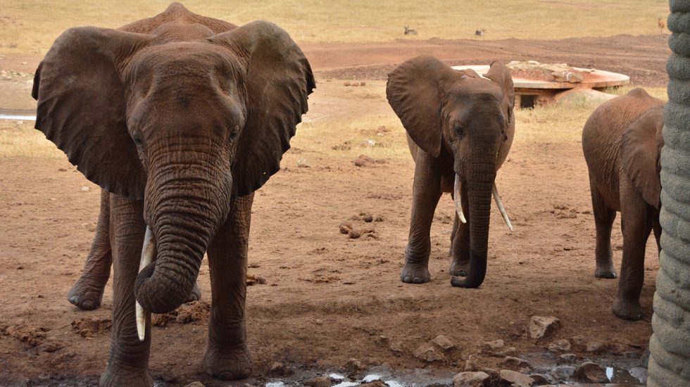 Salt Lick Sarova