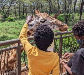 Giraffe Centre