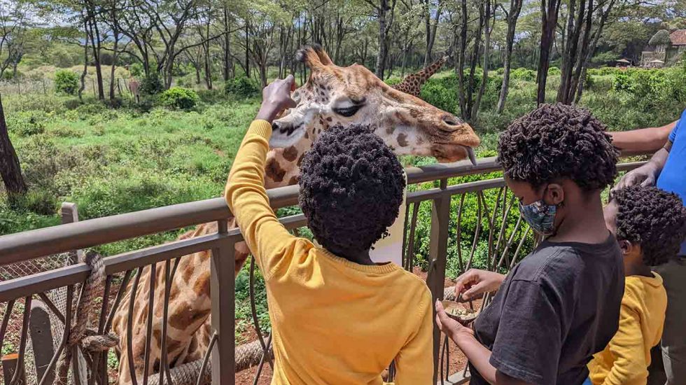 Giraffe Centre