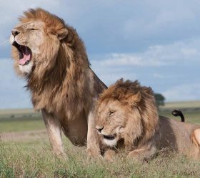 Nairobi National Park