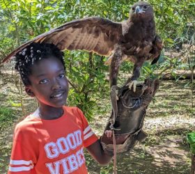 Falconry of Kenya