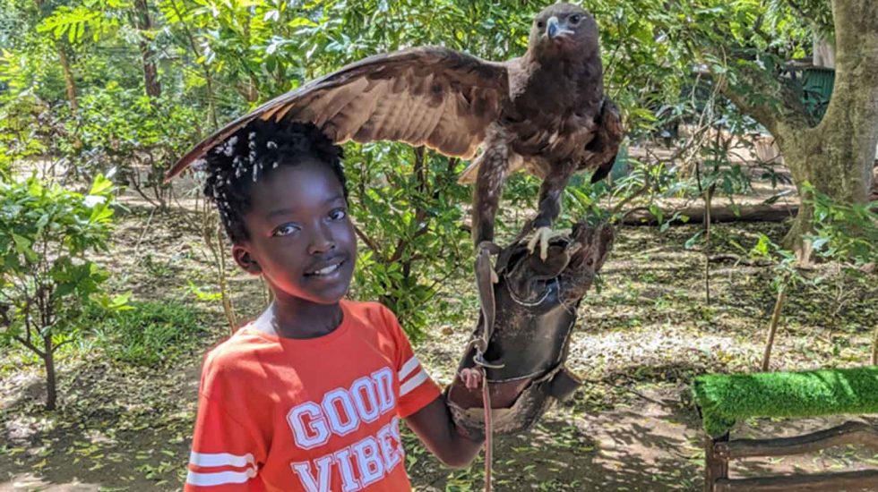 Falconry of Kenya